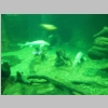 79Aquvarium.jpg